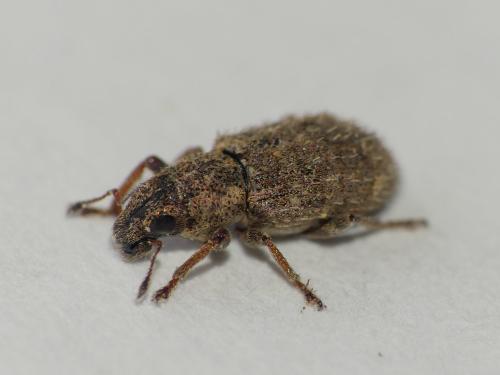 Réf. 313 751 : Sitona hispidulus